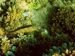 Invicible - this fish is realy hard to find... more over ... by Zrie Mul 
